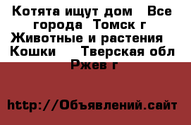 Котята ищут дом - Все города, Томск г. Животные и растения » Кошки   . Тверская обл.,Ржев г.